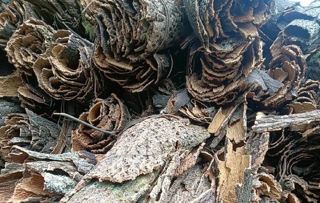 Tree Bark