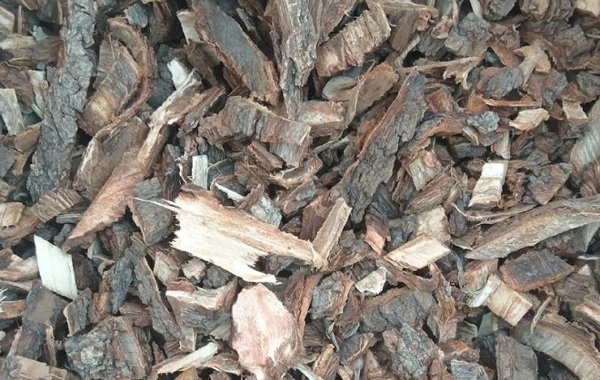 Tree Bark
