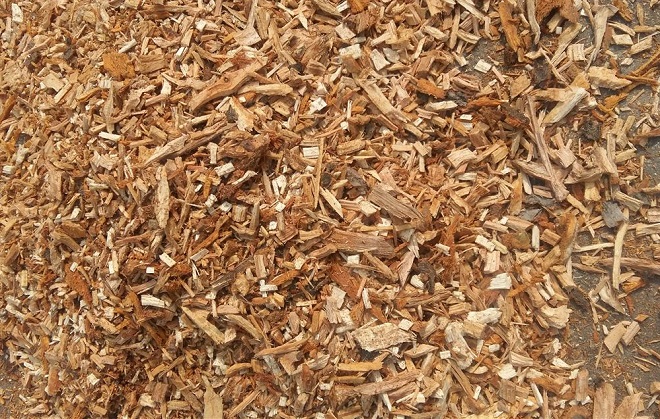Tree Root